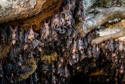 fruit bats in cave