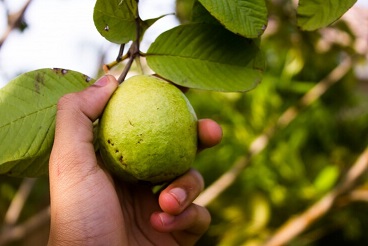 Benefits of Guava Leaves Sexually