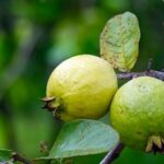 Benefits of Guava Leaves Sexually