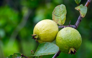 7 Amazing Benefits Of Guava Leaves Sexually KompleteCare Blog