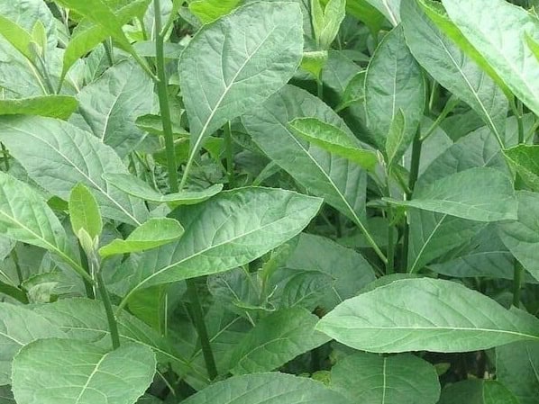 Health benefits of bitter leaf