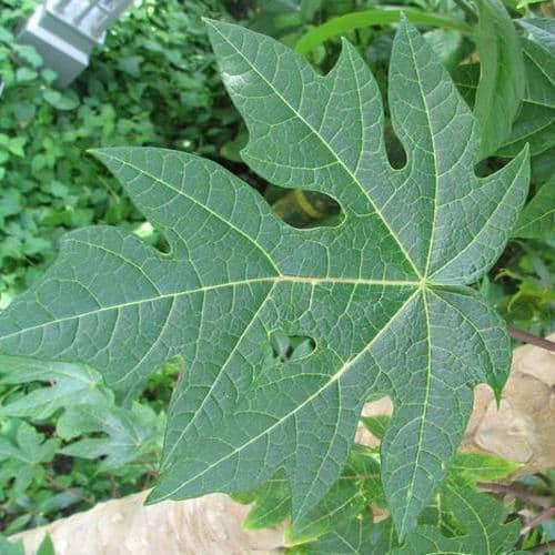 health benefits of pawpaw leaves