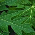 Health Benefits of Pawpaw Leaves