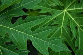 Health Benefits of Pawpaw Leaves