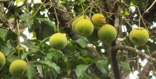 health benefits of garcinia kola